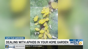 Cape Fear Gardening: Dealing with aphids in your home garden