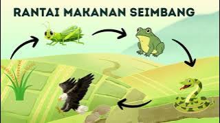 Download lagu APA YANG TERJADI JIKA RANTAI MAKANAN TIDAK SEIMBANG?