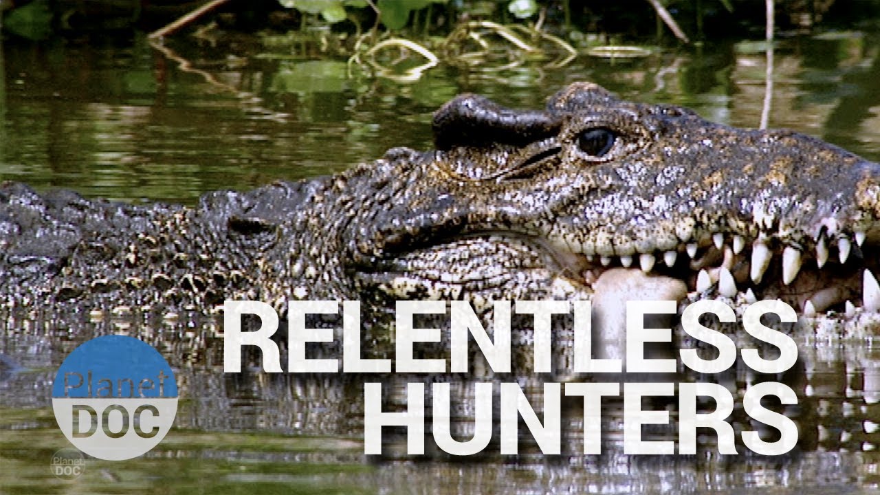 hunters Relentless Hunters: The Crocodile and the Manjuari | Wild Animals - Planet Doc Full Documentaries