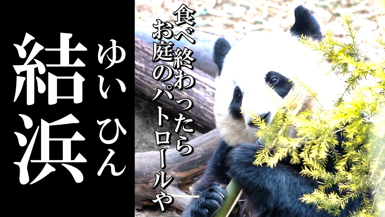 食後のルーティン？ 結浜の朝さんぽ♪