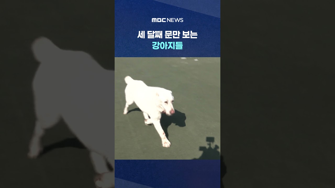 호텔에 버린다고 다른가‥적반하장 주인도 #Shorts (MBC뉴스)