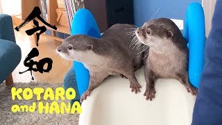 カワウソコタローとハナ　ダブルすべり台でハプニング！？　Otter Kotaro&Hana Let's Go Down The Slide Together