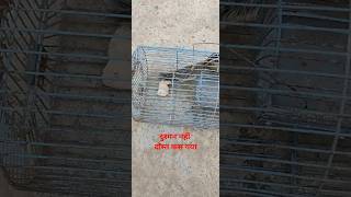 Download Lagu Not the enemy, but the friend is trapped MP3