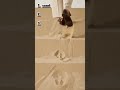 You Can’t Stop Watching This 🤯 Sand Water Honey ASMR