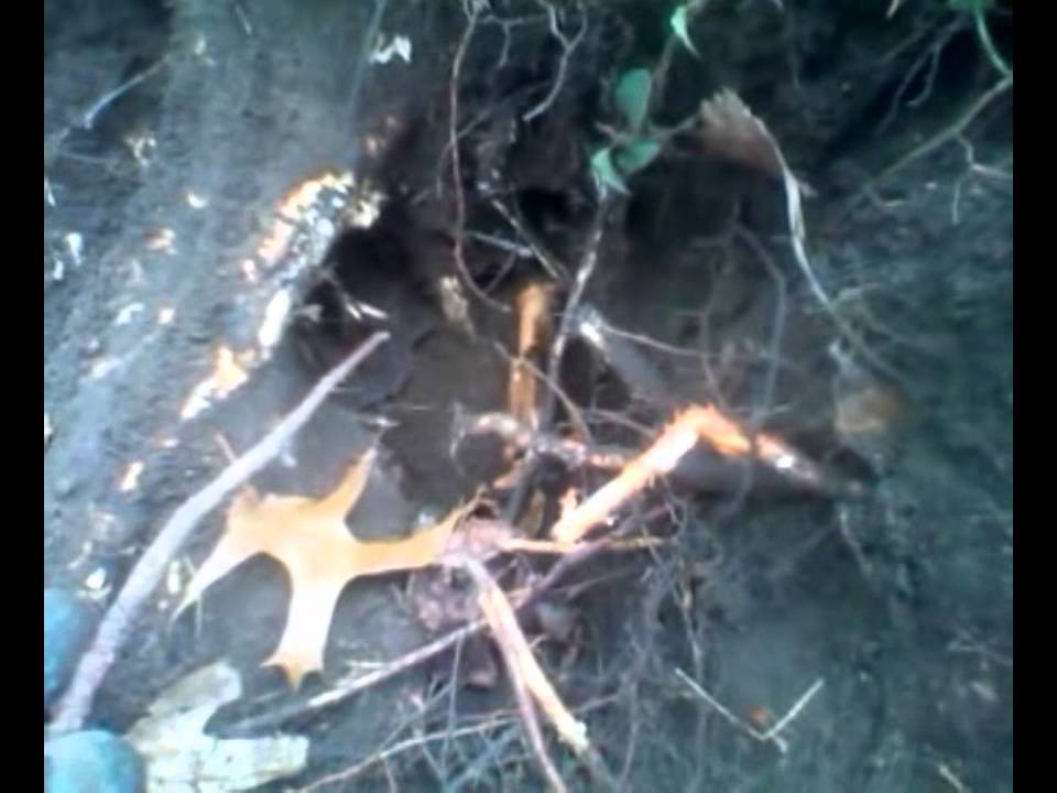 Metal detecting old cellar holes in NH - YouTube