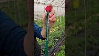 Ранняя высадка томатов в теплицу. Оптимальная температура почвы для рассады томатов.