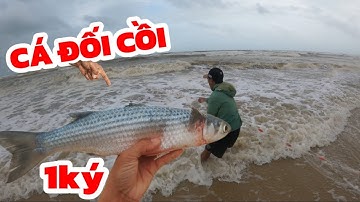 Bắt Được Cá Đối Cồi 1 Ký Ngay Mé Bờ! Sóng Lớn Mà Lưới Vẫn Trúng To