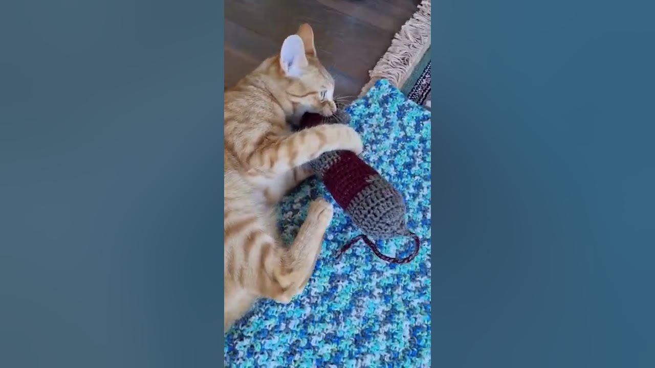 Cat kicking toy YouTube