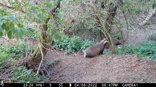 Badgers in daylight at home and relaxed.Dell Sett.