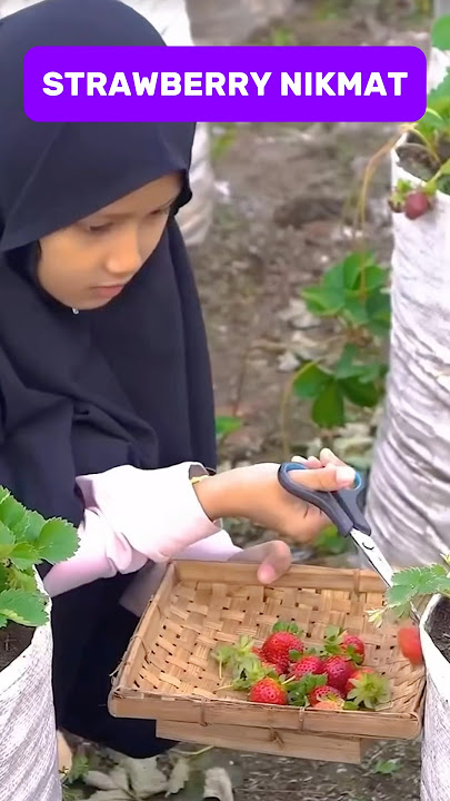Fresh Strawberry Harvest #Short #Viral