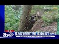 黃仁勳與台灣