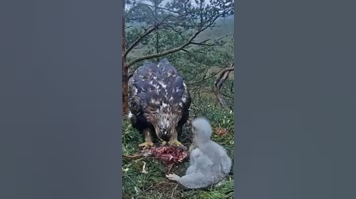 P#599- Review mother birds brings food to feed her babies in the nest, baby birds life #birdslover