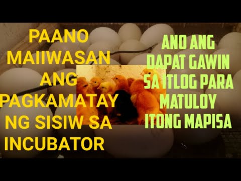 Video: Paano Magtaas Ng Mga Sisiw Sa Isang Incubator