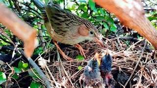 Argya babbler feeding babies in safest prickly nest @BirdPlusAnimals