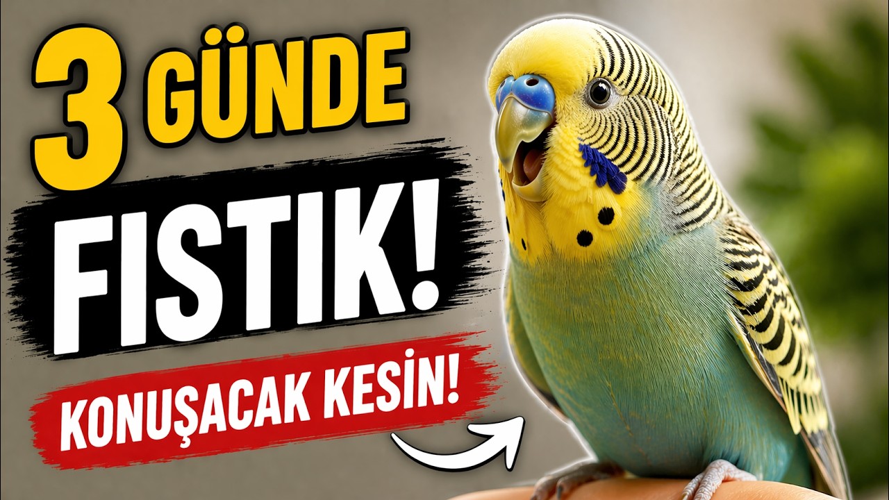 Kuşum Konuşmuyor Diyenler DİKKAT! 🚨 3 Günde ''FISTIK''  #muhabbetkuşu #kuşkonuşturma
