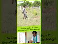 ఇది ఆరోగ్యకరమైన పంట పెరుగుదలను ప్రోత్సహిస్తుంది !!
