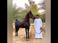 حصان ادهم عربي اصيل ابن جادالله 