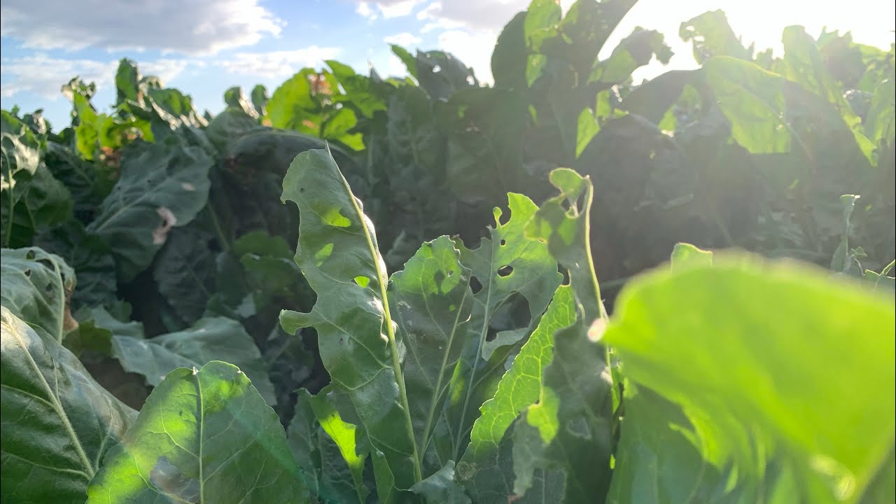 28 فبراير، 2026