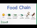 Energy Flow Through Food Chains