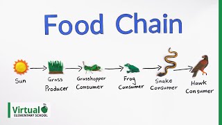 Grade 4 Science: How Do Food Chains Work