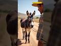 "The Secret Life of Donkeys 🌍" #shorts #ytshorts #trending