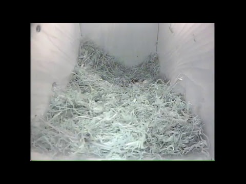 Bird Box Stream Deutsch Bird Box Stream Deutsch