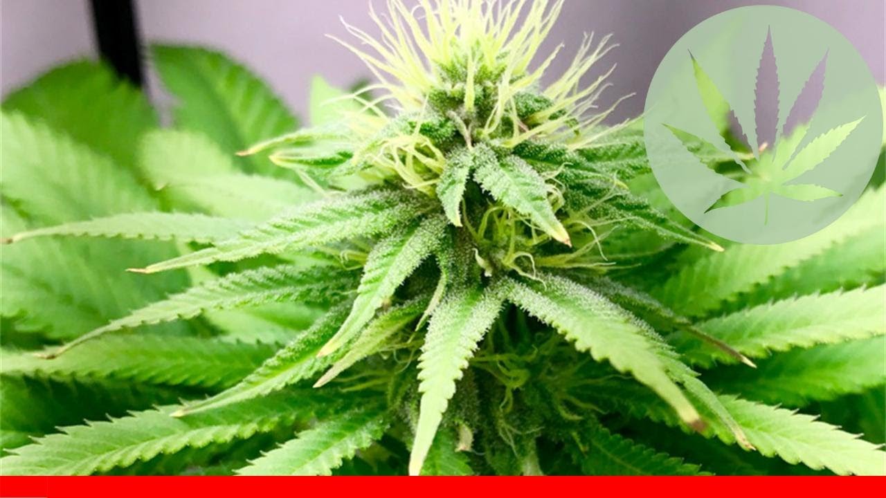 Kandy Kush - All About This Strain