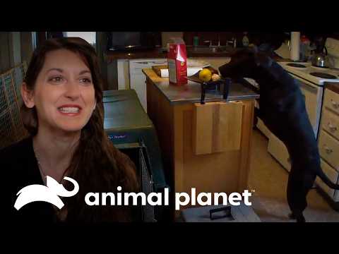 When there's no one home, this dog trashes the kitchen | Bad Pets | Animal Planet