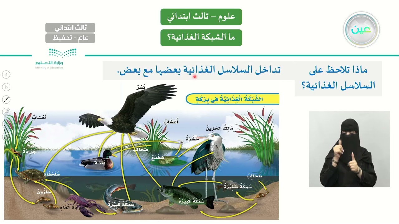 ما الشبكة الغذائية ؟ - العلوم - ثالث ابتدائي - YouTube