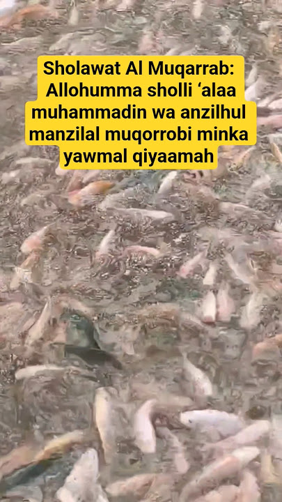 🛑Sholawat Al Muqarrab baca 1x seumur hidup #viralvideo #budidayaikannila #viralshorts #sholawat