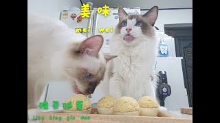 # Pussycat # Short-legged cat Making Elf balls, kittens.I love it. The surprise's in the egg. by Cats 530 views 3 years ago 14 minutes, 16 seconds