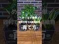 【育て方】砂利で育てる観葉植物🪴 #観葉植物インテリア #観葉植物のある暮らし #観葉植物育て方 #植え替え #植物 #育て方 #サンスベリア #ガジュマル #パキラ