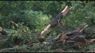 Tree falls on car, killing one person in Mississippi storm
