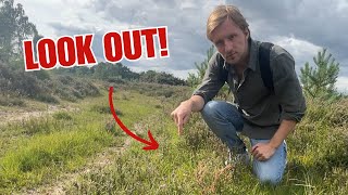 The UK Has A Killer Plant! Britain’s Deadliest Plant Revealed 