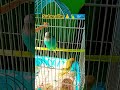 budgies lover♥️🐦#talking parrot#nonstop talking parrot#viral #ytshorts