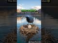 HornedCoot That Builds its Own Island #HornedCoot #birds #nature #wildlife #shorts #birdfacts