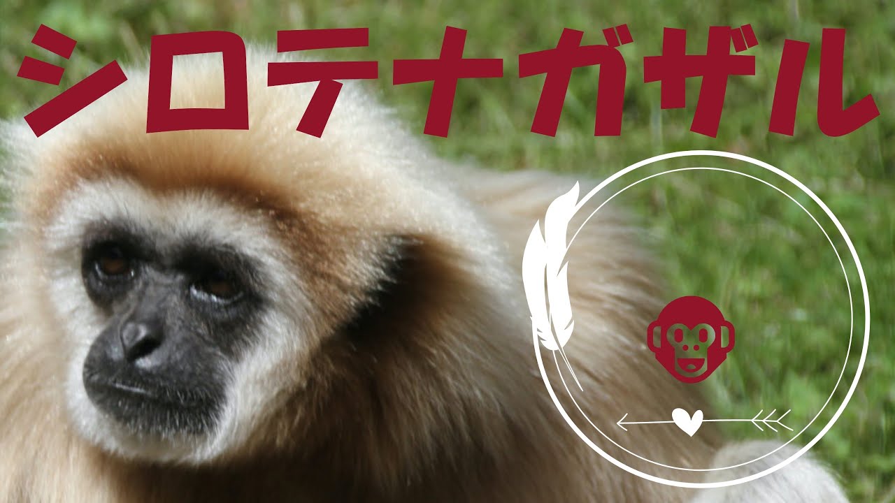シロテテナガザル 市川市動植物園 Youtube