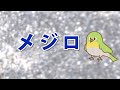 【里葎子研究所】窓ガラスにぶつかったメジロ