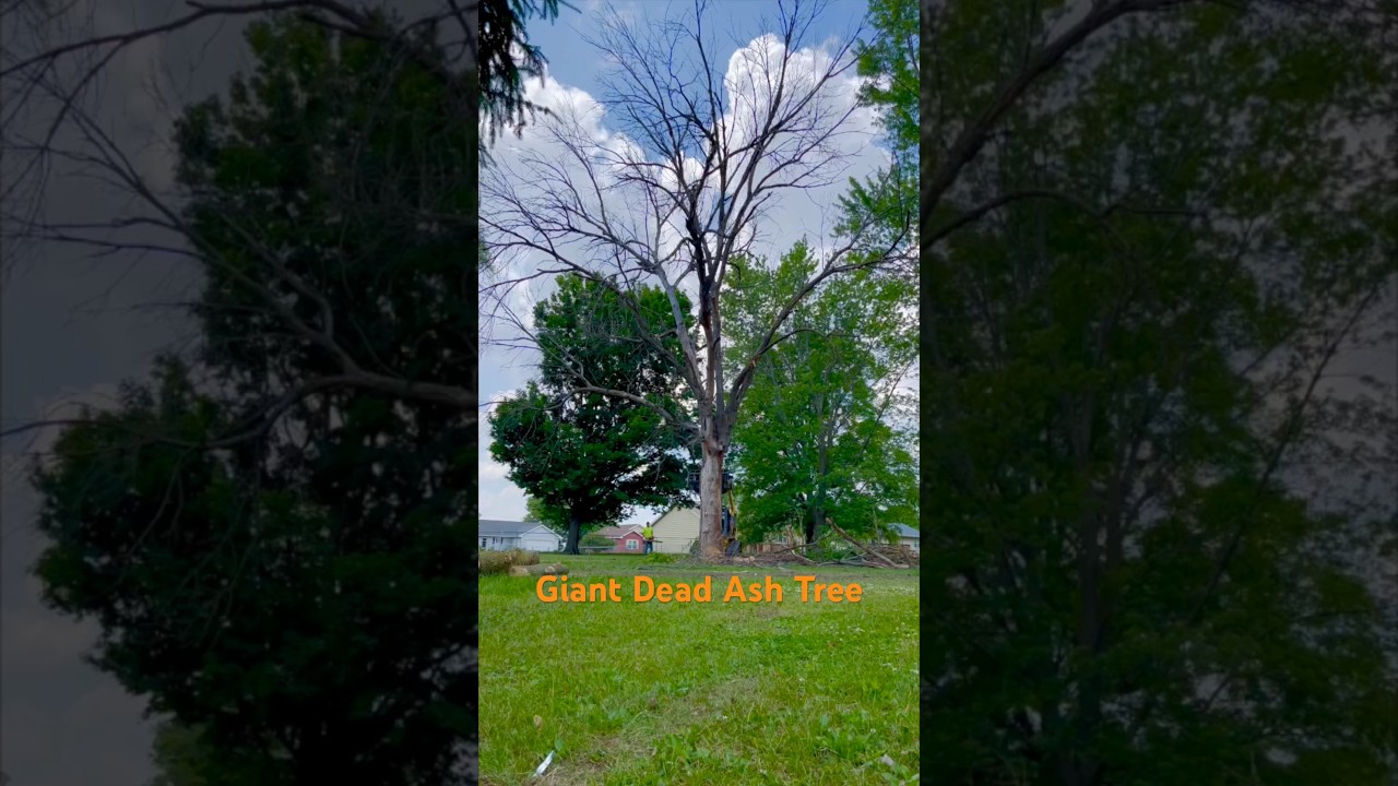 Giant Dead Ash Tree Breaks Into A Million Pieces shorts ash firewood