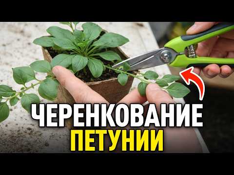 Легче способа черенкования ПРОСТО НЕТ! Приживается 95% черенков!