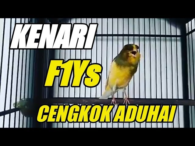 KENARI F1Ys CENGKOK ADUHAI | COCOK UNTUK MASTERAN class=