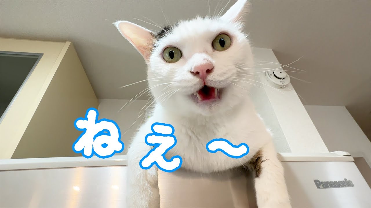 久々に冷蔵庫の上でお喋りするチロさん