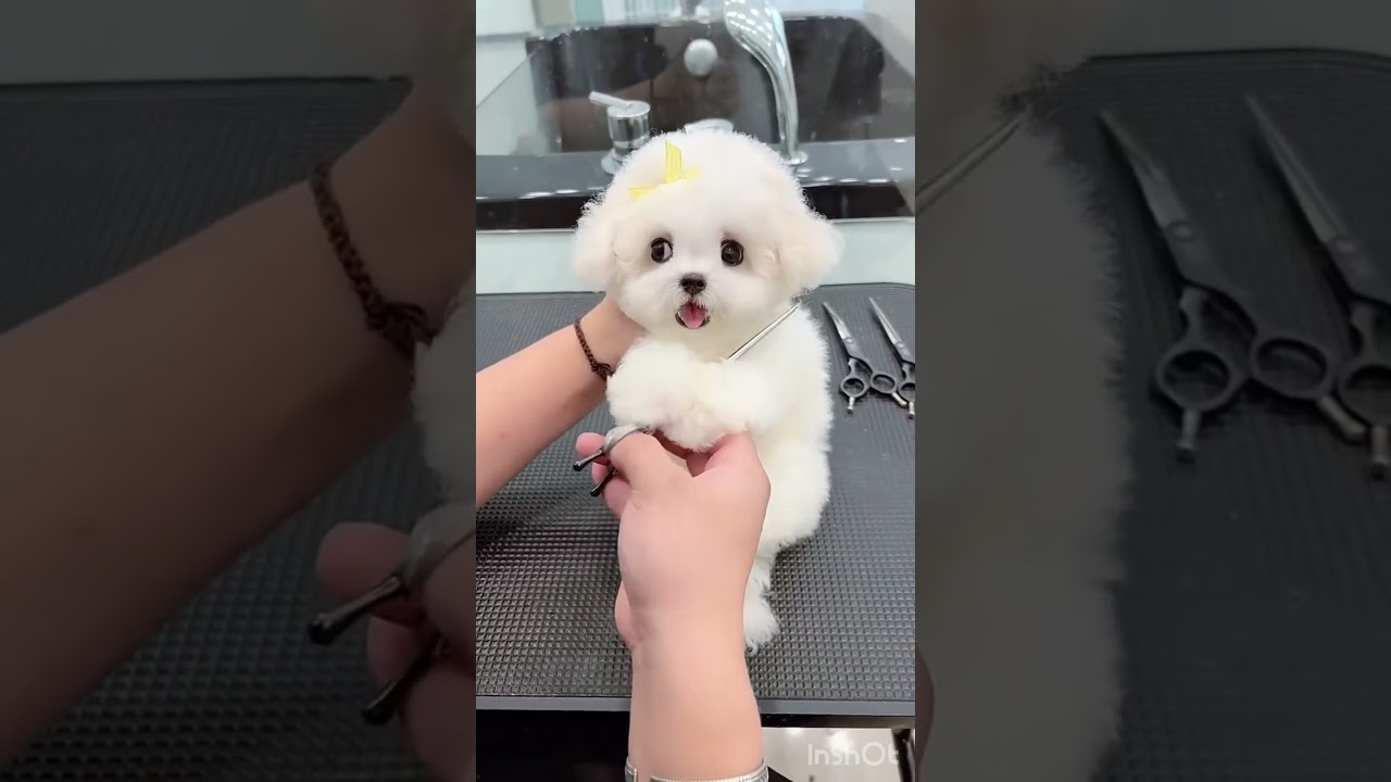 “Adorable Dog Gets the Cutest Haircut Ever! 😍✂️” 