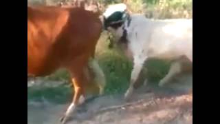 sapi sange mencoba memperkosa