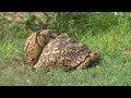 Tortoises Mating in Kruger National Park