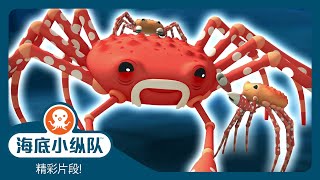 海底小纵队 - 🕷️ 巨型蜘蛛蟹 🦀 | 精彩片段! | 集完整版 by 海底小纵队 1,469 views 5 days ago 3 minutes, 14 seconds