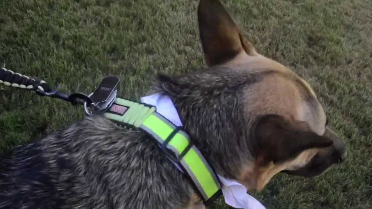 Wag App For Dog Walkers Wag App For Dog Walkers