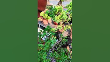 Kìm cạp xéo, cạp tròn Cây cảnh bonsai #bonsaishop