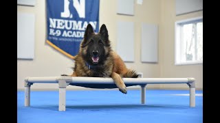 Rocco (Belgian Tervuren) Puppy Camp Dog Training Video Demonstration