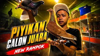 PIYIKAN SIAP LATIH KE LAPAK | BISMILLAH CALON JUARA‼️